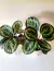 Calathea Rosepicta Medallion en internet