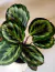 Calathea Rosepicta Medallion - comprar online
