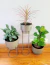 Imagen de Calathea Freddie