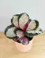 Calathea Rosy - comprar online