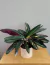 Calathea Stromante Magic Star - Bon Plant