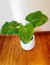 Alocasia Odora (Oreja de Elefante) - comprar online