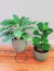 Aglaonema Costa Rica grande - tienda online