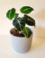 Alocasia Velvet en internet