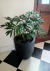 Filodendro Elegans - Bon Plant