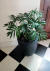 Filodendro Elegans - comprar online
