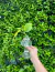 Hongo para esquejes con planta incluida - comprar online