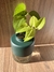 Combo hidroterrario + Potus lemon - comprar online
