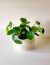 Pilea Peperomioides