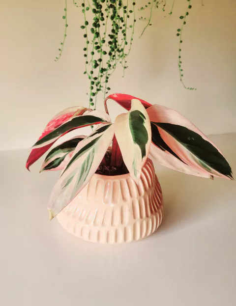 Calathea Stromante Triostar M15