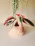 Calathea Stromante Triostar M15