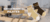 Banner de novamilanomayorista