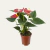 ANTURIO VARIADO P15 ESPECIAL - comprar online