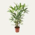 PALMEIRA RAPHIS P24 - comprar online