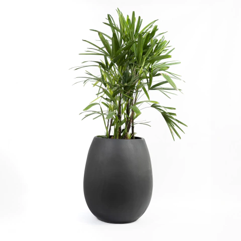 Maceta San Juanina 63x39