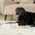 RegulaDog™ - Tu piso siempre limpio y tu mascota Feliz!