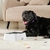 HappyDog - Tu piso limpio y tu mascota feliz!