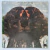 Flora Purim – Butterfly Dreams (1978)