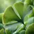 Ginko Biloba en internet