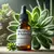 Kalanchoe - comprar online