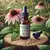 Echinacea - comprar online