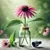 Echinacea en internet