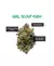Mr Smile - Fotoperiodica x3 - GIRL SCOUT KUSH