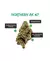 Mr Smile - Fotoperiodica x3 - NORTHERN AK 47