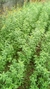 OrganicAlive 5L a 45L - comprar online