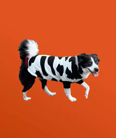 Doggo Not A Cow