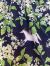 CAMISA NENA HAKUBA - tienda online