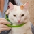 Gato branco com manchas alaranjadas recebendo uma coleira antipulga e carrapato verde.