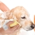 BathBuddy - Cepillo dispensador de Shampoo - comprar online