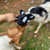 Pelúcia Interativa Para Cães 3 em 1 Kong Cozie Pocketz Skunk - Médio - The Pet Box