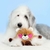 Pelúcia Zippy Paws Brainey Bear In Love - Com Apito - comprar online