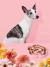 Comedouro Lento Com Ventosas Para Cães Vetreska Flora Silicone Pet Slow Feeder - The Pet Box