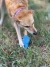 Suporte Para Chhurpi SodaPup Yak Chew Holder - The Pet Box