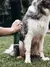 Imagem do Repelente Natural Para Cães Neem Natuka - 180ml