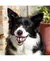 Bola Sorriso Para Cães Kong Crinz Rogz - P, M e G - comprar online