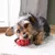 Kong Classic - Brinquedo Recheável Para Cães - The Pet Box