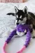Brinquedo Para Cães Cabo de Guerra Ropetugz Zippy Paws - Macaco na internet
