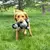 Pelúcia Para Cães Com Interior de Cordas - Kong Knots Belly Gorilla M/G - comprar online