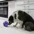 Dispenser Kong Rewards Wrapz - The Pet Box