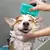 Escova Para Banho Com Dispenser de Shampoo Kong Zoomgroom Bubbles Para Cães - comprar online