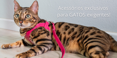 Banner da categoria Gatos