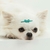 Pet Headband Bow Sticker on internet