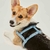 Prince - Leather Dog Harness