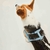 Prince - Leather Dog Harness - buy online