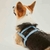 Prince - Leather Dog Harness on internet