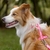 Bali - Polyester H Dog Harness